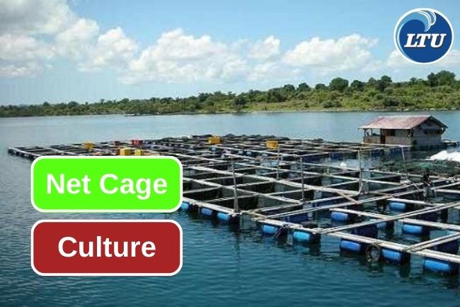 Fish Farming Using Net Cage System